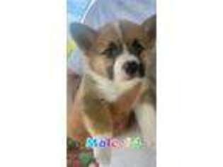 Pembroke Welsh Corgi Puppy for sale in Downing, MO, USA
