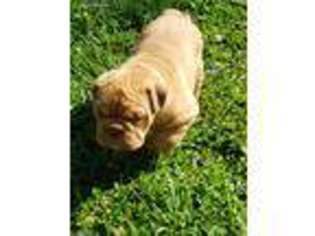 Bulldog Puppy for sale in Winston Salem, NC, USA