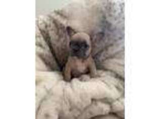 French Bulldog Puppy for sale in Fairfield, OH, USA