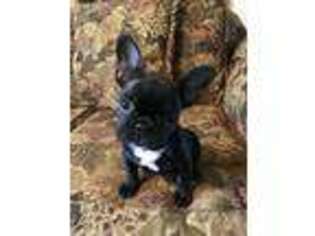 French Bulldog Puppy for sale in Saint Hedwig, TX, USA