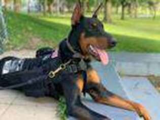 Doberman Pinscher Puppy for sale in Hasbrouck Heights, NJ, USA