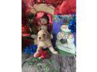 Cavapoo Puppy for sale in Morrison, TN, USA