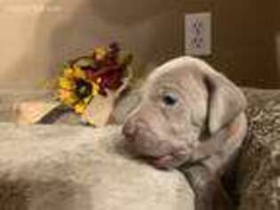 Weimaraner Puppy for sale in Pleasanton, TX, USA