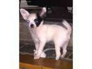 Chihuahua Puppy for sale in Haddam, CT, USA