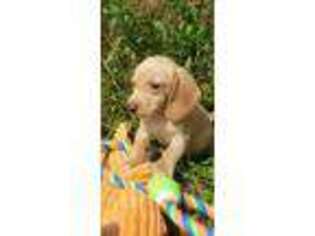 Dachshund Puppy for sale in Dandridge, TN, USA