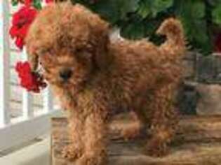 Cavapoo Puppy for sale in Shreve, OH, USA