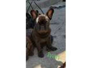 French Bulldog Puppy for sale in Augusta, MI, USA