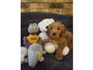 Goldendoodle Puppy for sale in Indianapolis, IN, USA