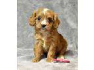Cavapoo Puppy for sale in Raphine, VA, USA