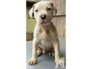 American Bulldog Puppy for sale in PULLMAN, WA, USA