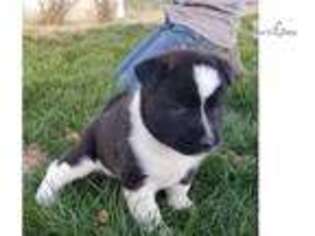 Akita Puppy for sale in Dayton, OH, USA