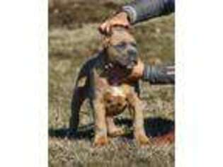 Cane Corso Puppy for sale in Philadelphia, PA, USA