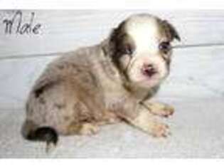 Australian Shepherd Puppy for sale in Chase City, VA, USA
