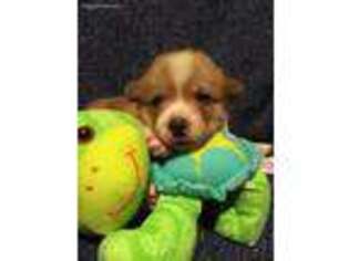 Pembroke Welsh Corgi Puppy for sale in Eastampton, NJ, USA