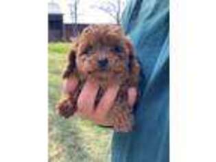 Mutt Puppy for sale in Wapanucka, OK, USA