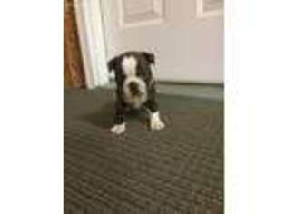 Boston Terrier Puppy for sale in Loogootee, IN, USA