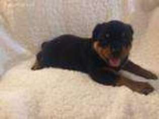Rottweiler Puppy for sale in Berlin, NJ, USA