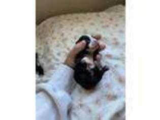 Boston Terrier Puppy for sale in Fairfield, CA, USA