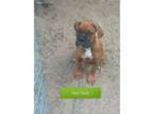Boxer Puppy for sale in Reed City, MI, USA
