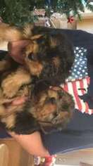 Yorkshire Terrier Puppy for sale in Fall Branch, TN, USA