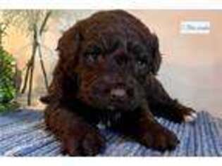 Portuguese Water Dog Puppy for sale in Canton, OH, USA