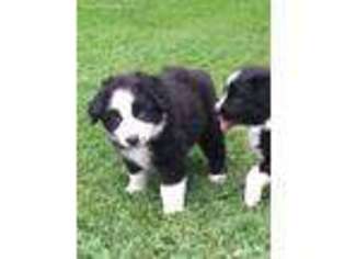 Miniature Australian Shepherd Puppy for sale in Cleveland, OH, USA