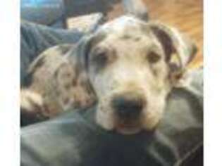 Great Dane Puppy for sale in Fordland, MO, USA