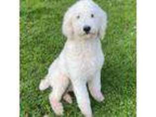 Mutt Puppy for sale in Ashland, WI, USA