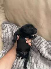 German Shorthaired Pointer Puppy for sale in Rocksprings, TX, USA