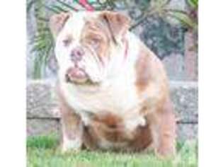 Bulldog Puppy for sale in ATWATER, CA, USA