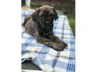 Cane Corso Puppy for sale in Tampa, FL, USA