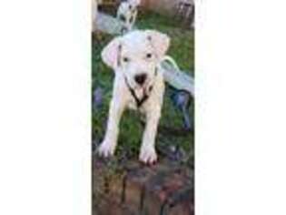Dogo Argentino Puppy for sale in Birmingham, AL, USA
