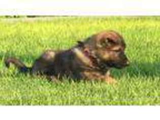 German Shepherd Dog Puppy for sale in Atwood, KS, USA