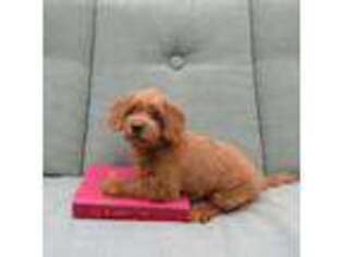 Labradoodle Puppy for sale in River Falls, WI, USA
