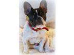 French Bulldog Puppy for sale in Fairfield, ME, USA