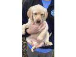 Labradoodle Puppy for sale in Franklin, VA, USA
