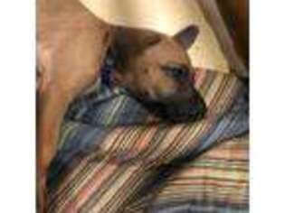 Rhodesian Ridgeback Puppy for sale in Mascotte, FL, USA