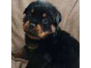 Rottweiler Puppy for sale in Marseilles, IL, USA