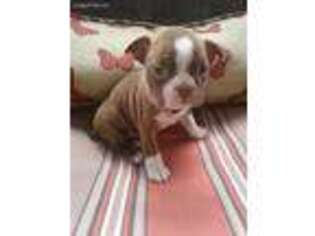 Boston Terrier Puppy for sale in New Bethlehem, PA, USA