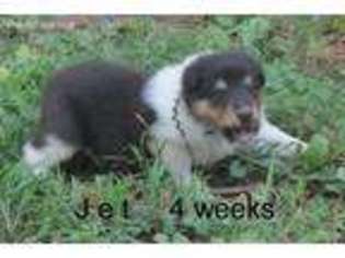Collie Puppy for sale in Kinross, IA, USA