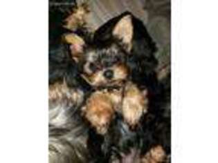 Yorkshire Terrier Puppy for sale in Albemarle, NC, USA