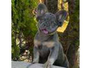 French Bulldog Puppy for sale in Springville, CA, USA
