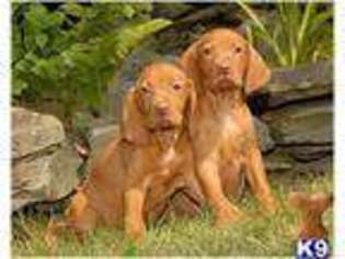 Vizsla Puppy for sale in Worcester, NY, USA