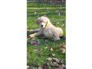 Golden Retriever Puppy for sale in Homeworth, OH, USA