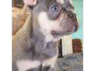 French Bulldog Puppy for sale in Amarillo, TX, USA