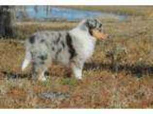 Collie Puppy for sale in Muskogee, OK, USA