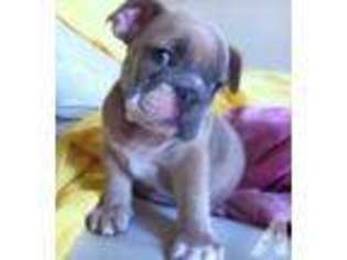 Bulldog Puppy for sale in CHATSWORTH, CA, USA