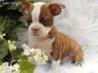 Buggs Puppy for sale in Birch Tree, MO, USA