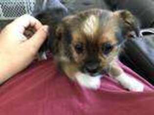 Mutt Puppy for sale in Greensburg, PA, USA