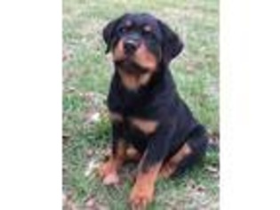 Rottweiler Puppy for sale in Shelbyville, TN, USA